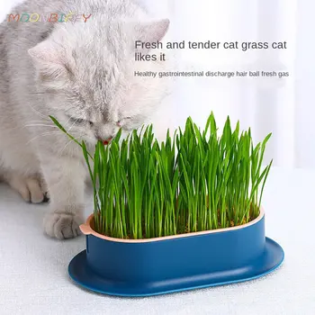 1 комплект Гидропонной коробки для посадки кошачьей мяты, горшок для кошачьей травы, Контрастный цвет Гидропонной коробки для кошачьей травы, Чаша для посадки кошачьей травы